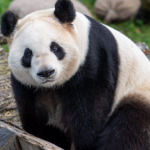 giant panda