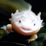 axolotl