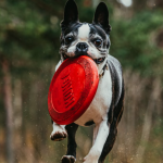 inventor turned into a frisbee