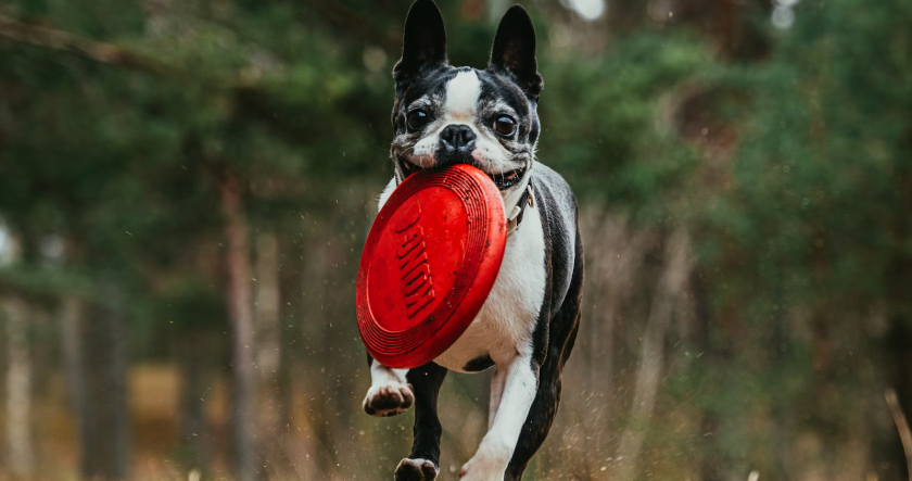 inventor turned into a frisbee