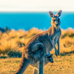 man saves dog from kangaroo