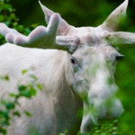 Rare White Moose