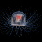 immortal jellyfish