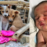 stray dog rescues abandoned baby