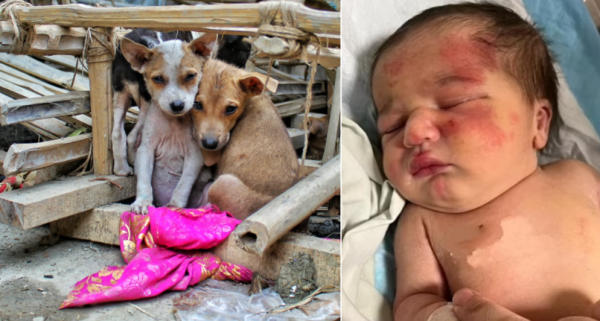 stray dog rescues abandoned baby