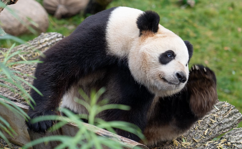 giant panda