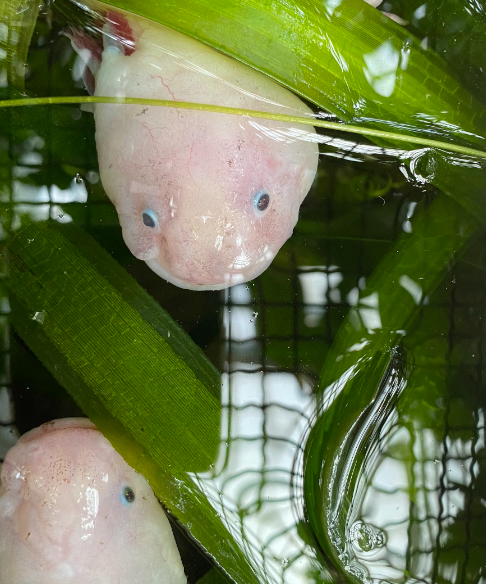 axolotls