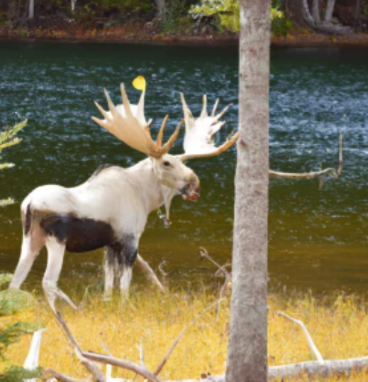 Rare White Moose 