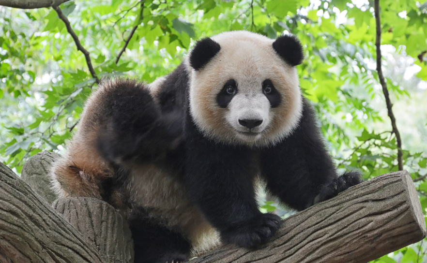 giant panda