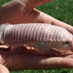 Pink fairy armadillo
