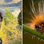 jamie dornan hospitalized