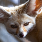 Fennec Fox