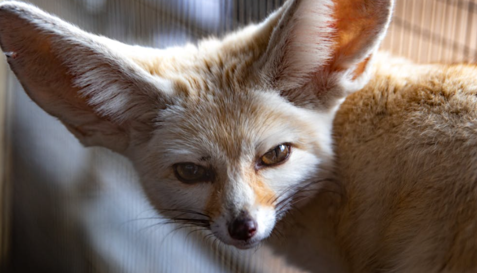 Fennec Fox