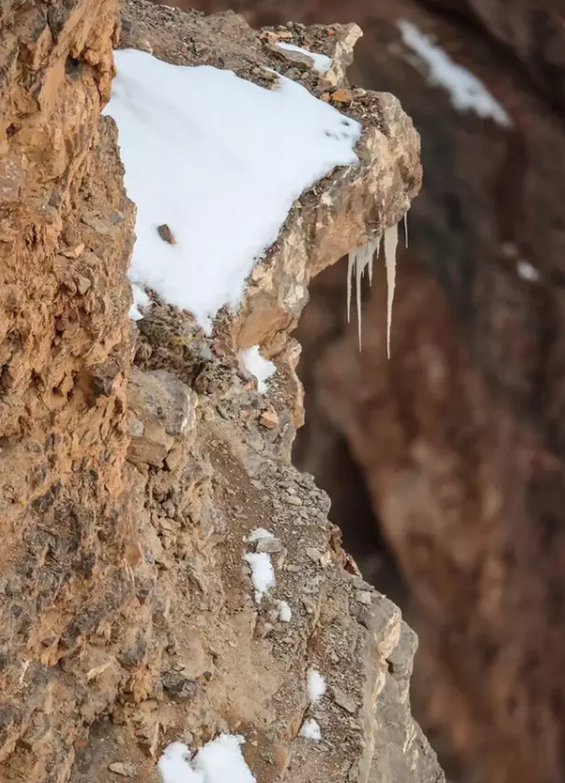 spot Snow Leopard