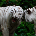 White tiger