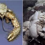 Yeti crab (Kiwa hirsuta)