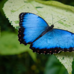 butterfly effect theory