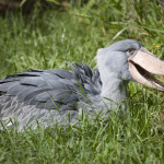 shoebill bird