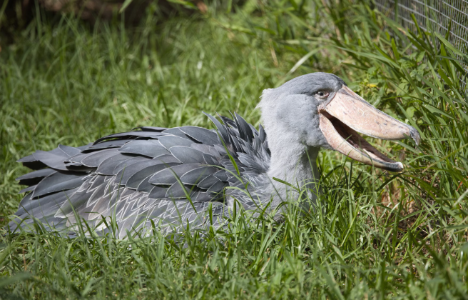 shoebill bird