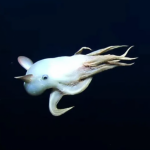Dumbo octopus