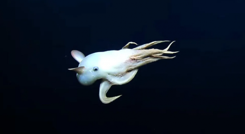 Dumbo octopus