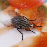 Tips to eliminate house flies