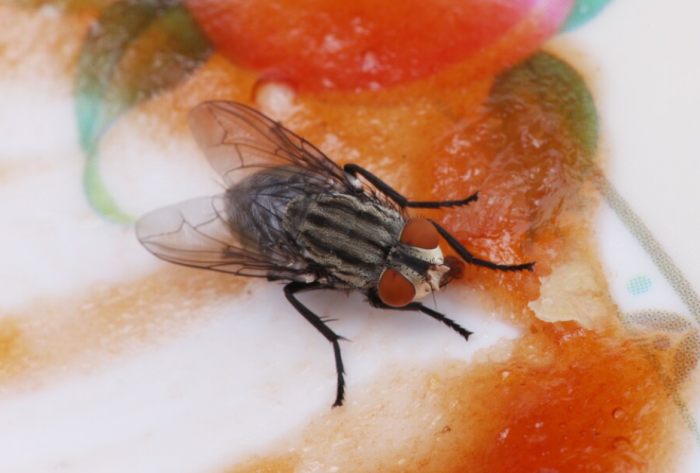 Tips to eliminate house flies