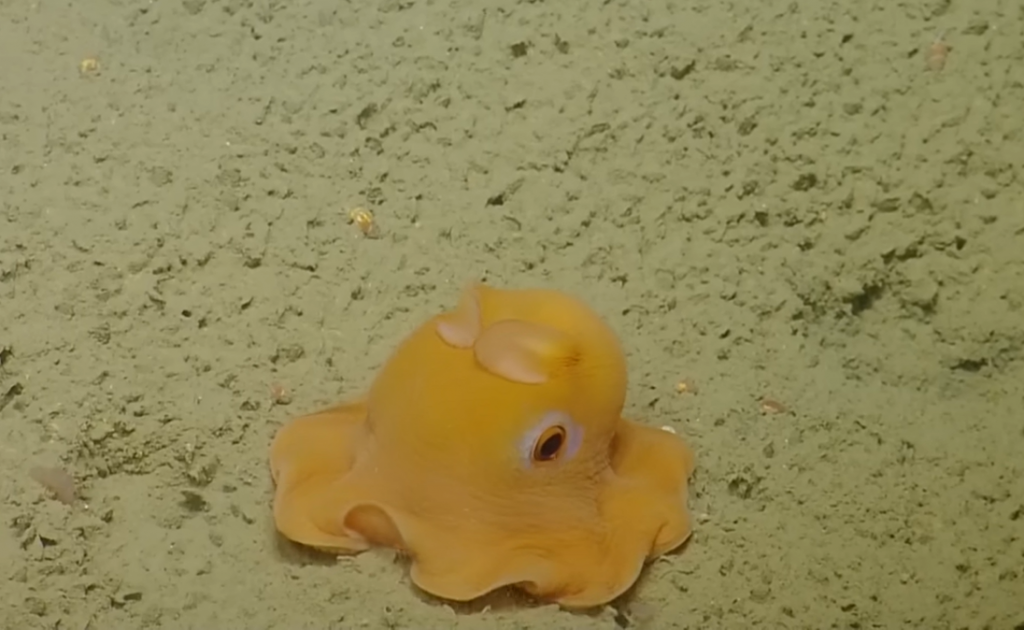 Dumbo octopus