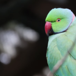 Indian Ringneck Parakeet