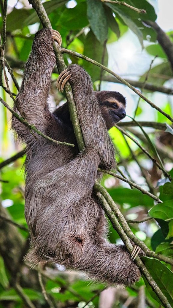 Sloths move slowly
