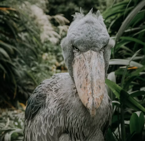 Shoebill bird