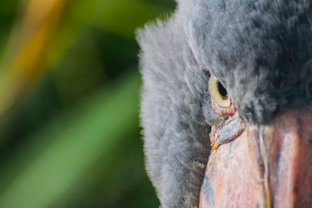 Shoebill bird