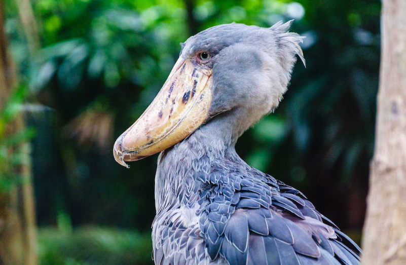 Shoebill bird