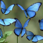 Butterflies in the Stomach