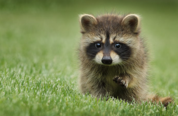 raccoon power outage