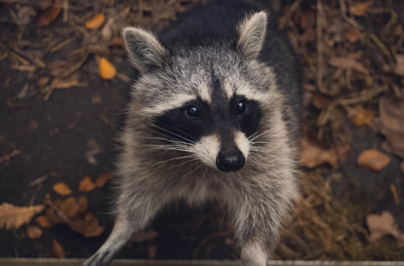 raccoon