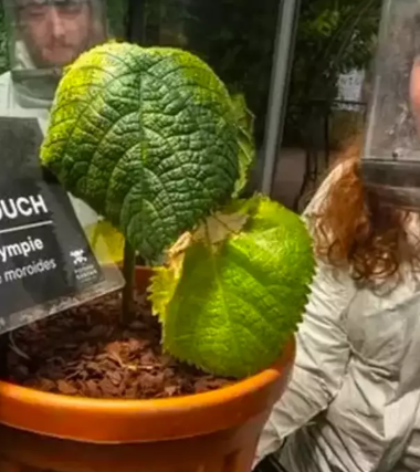 World's most dangerous plant