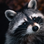 raccoon power outage