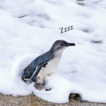 Penguins Thousands Naps