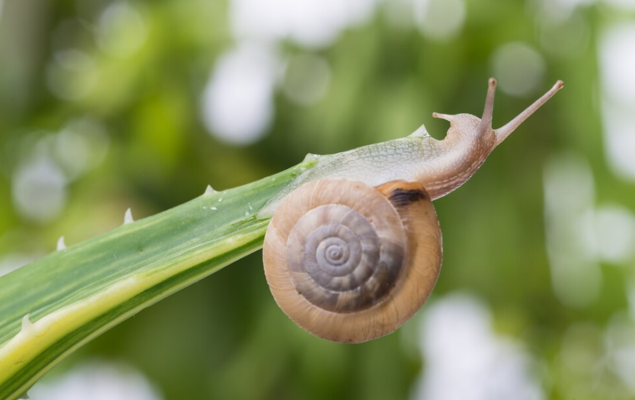 Snail Mucin