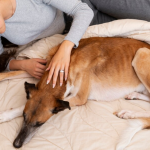 Stress affects dogs sleep