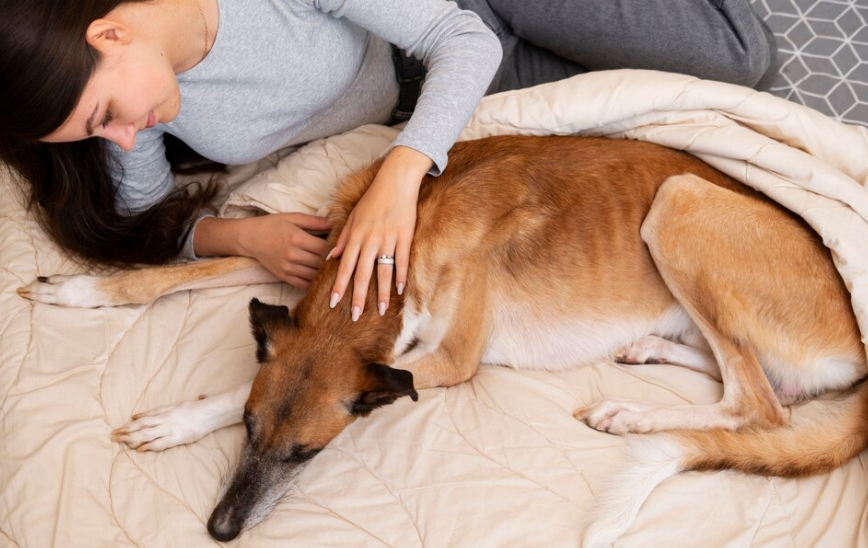 Stress affects dogs sleep