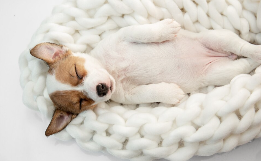 Stress affects dogs sleep
