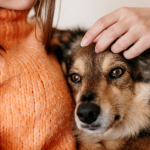 Dog stay night worrying