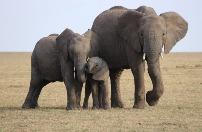 botswana elephant