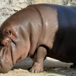 japanese zoo female hippo
