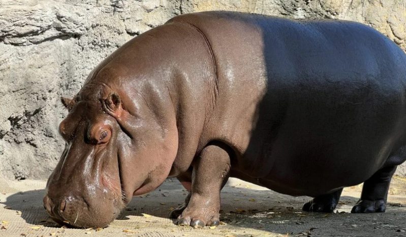 japanese zoo female hippo