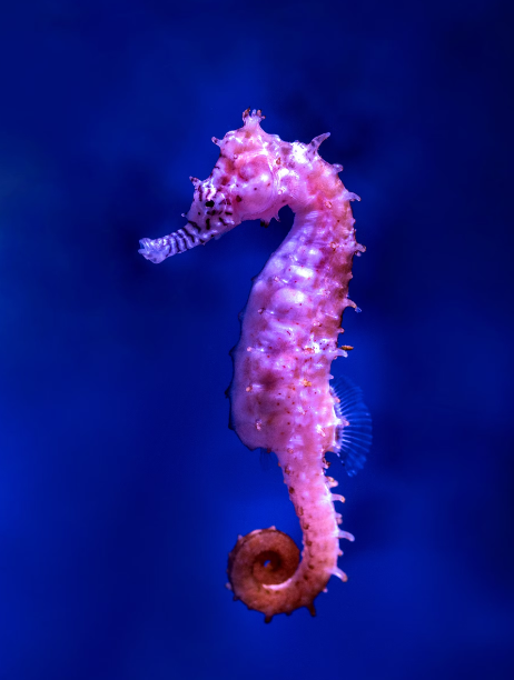 Mystery of Seahorse Love