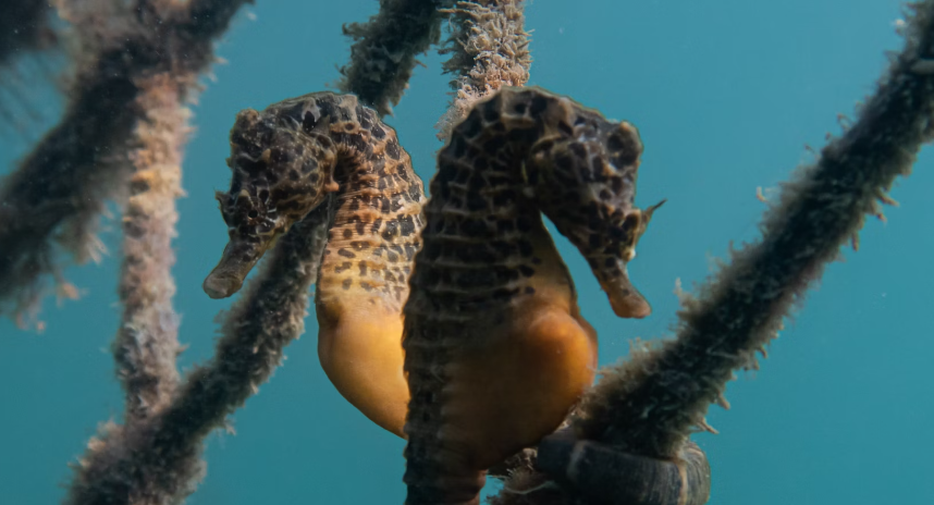 Mystery of Seahorse Love