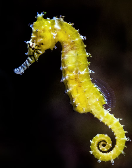 Mystery of Seahorse Love